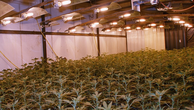Les plantations indoor de cannabis : un business florissant ?