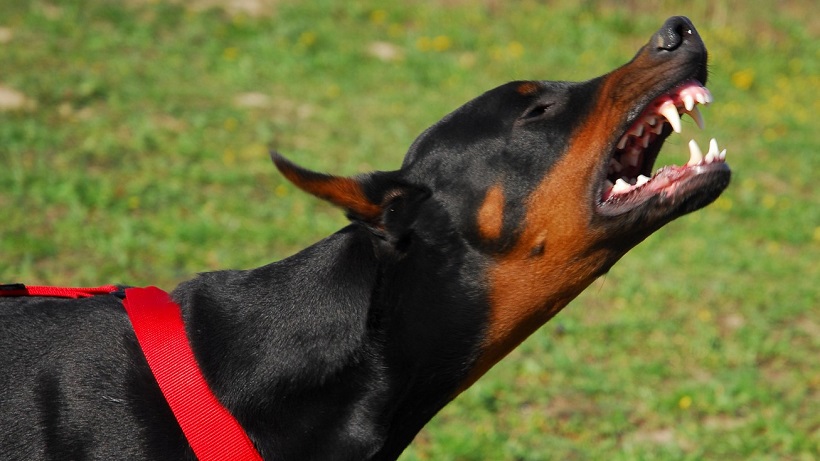 D'où vient le comportement agressif d'un chien ? Comment réagir ?
