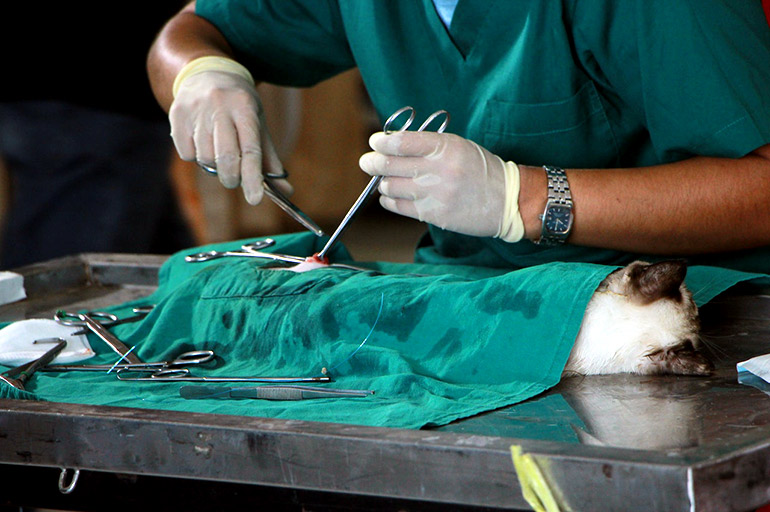 De meerwaarde van een autopsie bij onderzoek naar dierenmishandeling