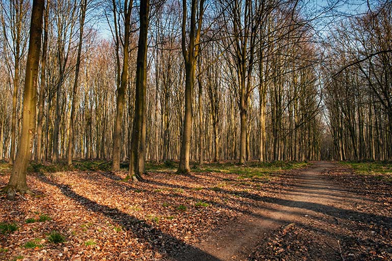 Recreatie in Vlaamse bossen: wat mag en wat niet?  