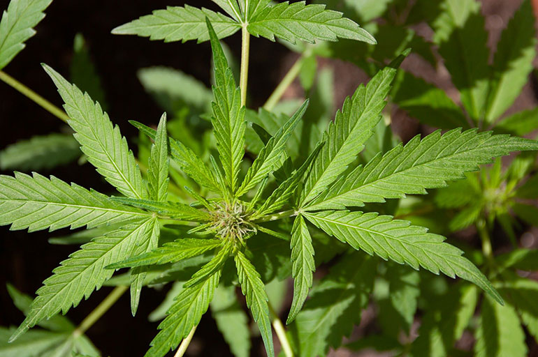 Comment se répartit la consommation de cannabis ?